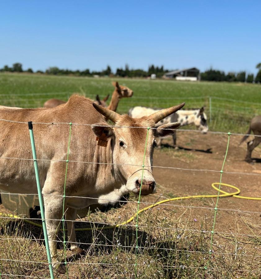 Вілла Studio A La Ferme Арль Екстер'єр фото